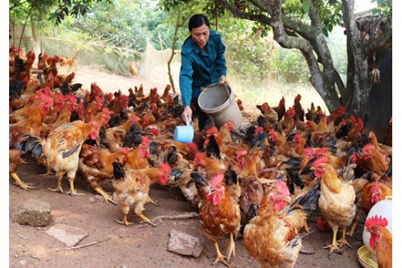 Phân lập thành công lợi khuẩn Bacillus subtilis thuần khiết về mặt sinh học