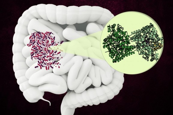 Phát hiện loại Enzyme có cấu trúc bất thường trong ruột người