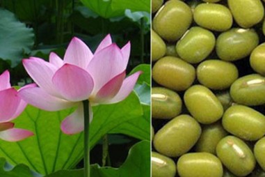 Khoa học Việt tách chất quý từ lá sen, đậu xanh giúp giảm cholesterol máu