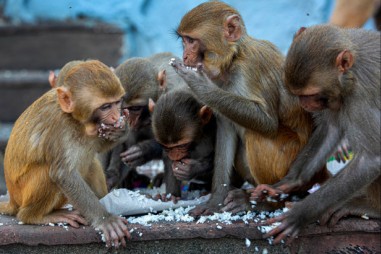 Kết quả tiêm vắc xin thử nghiệm phòng vi rút SARS Cov-2 cho 8 con khỉ ở Trung Quốc