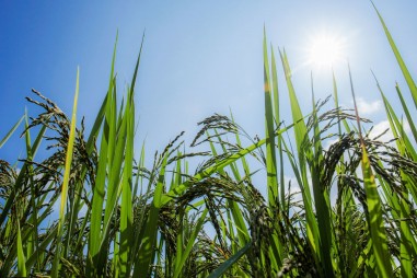 Chỉnh sửa gene tạo giống lúa chịu nhiệt, sản lượng cao