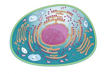 Theo dõi các tế bào sinh học bằng cách sử dụng các thiết bị nano