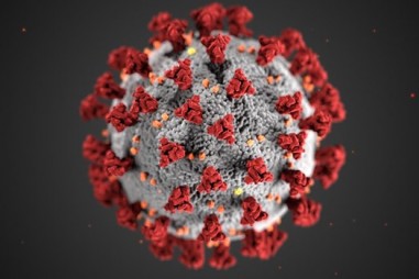 Mỹ xác định gene quan trọng trong kháng thể virus SARS-CoV-2