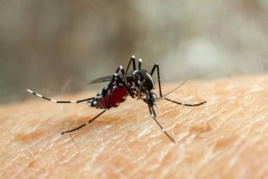 Kiểm soát muỗi bằng cách chuyển đổi muỗi cái thành muỗi đực không nhiễm khuẩn