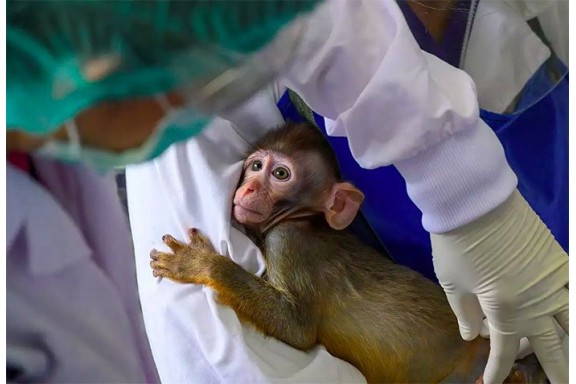 Những ứng viên tiềm năng của cuộc đua vaccine phòng Covid-19