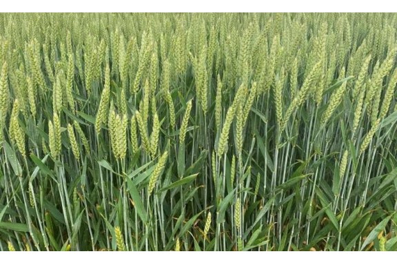 Nấm có thể làm giảm sự phụ thuộc vào phân bón