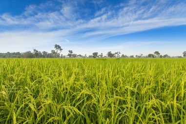 Hợp chất arsen mới được phát hiện trong ruộng lúa