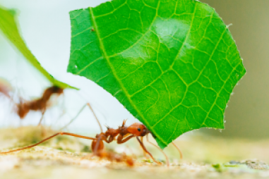 Pheromone của kiến có thể làm giảm việc sử dụng thuốc trừ sâu, quản lý dịch hại tốt hơn