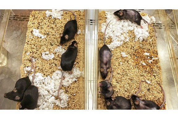 Thực phẩm bổ sung cho người tập thể hình có thể làm chậm lão hóa
