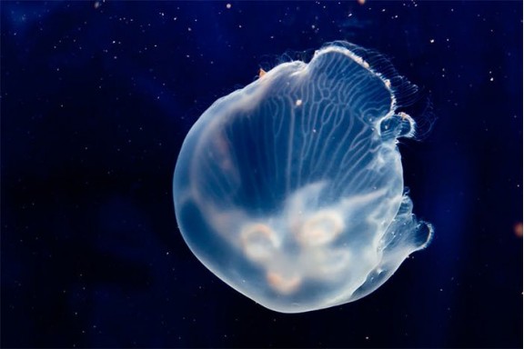 NASA đưa 2.487 con sứa vào không gian.Chúng sinh sản thành công nhưng lại có điều bất thường