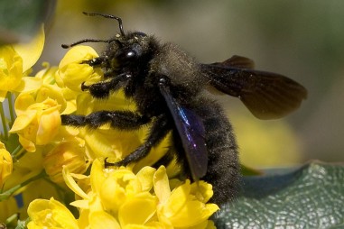 Nọc ong có chữa được ung thư ?