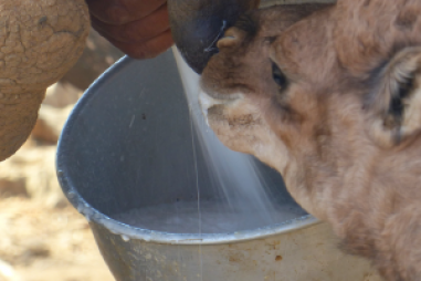 Vi khuẩn axit lactic "mới" có thể làm cho sữa lạc đà châu Phi an toàn