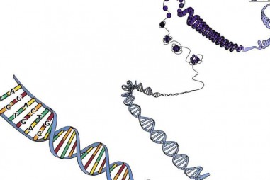 Mô hình 3D mới của phức hợp điều hòa DNA trong tế bào người chỉ ra những manh mối về ung thư