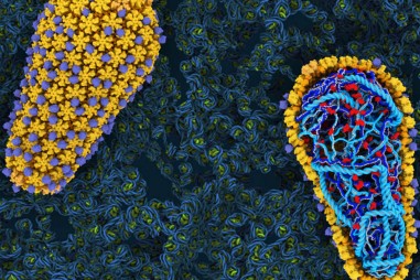 Tái tạo cách thức lây nhiễm của virus HIV trong ống nghiệm