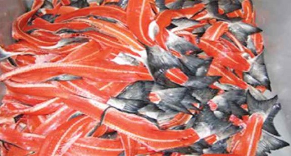 Nghiên cứu thu nhận PEPTIT mạch ngắn có hoạt tính chống oxy hóa từ phụ nhẩm cá hồi (Salmo salar)