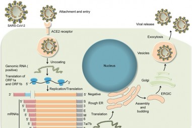 Dò theo virus SARS-CoV-2 với trình tự hệ gene