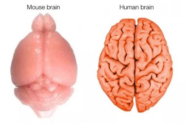 Vì sao não người lại "nhăn"?