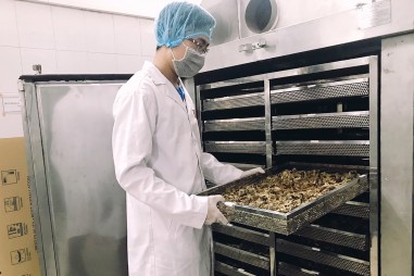 Hoàn thiện công nghệ chế biến nấm ăn quy mô công nghiệp