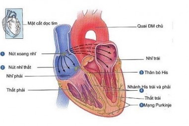 Thay tim: Thuốc mới cho HCM làm giảm khối lượng tim