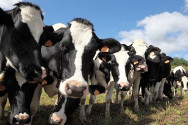 Bò sữa tiếp xúc với kim loại nặng làm trầm trọng thêm cuộc khủng hoảng kháng thuốc kháng sinh