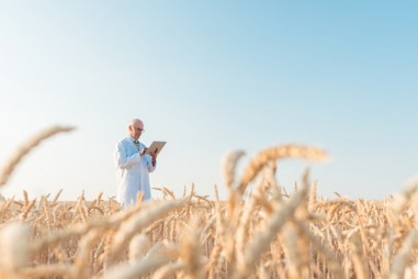 Phát hiện bộ gien lúa mì tiêu biểu có thể củng cố an ninh lương thực toàn cầu