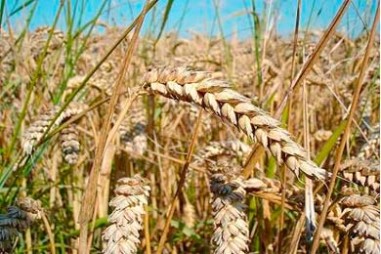 Phương pháp tiếp cận mới tăng độ chính xác của việc nhân giống lúa mì