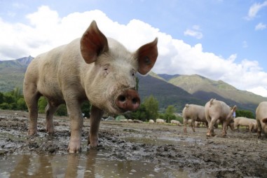 FDA chấp thuận lợn biến đổi gen được sử dụng làm thực phẩm và trong y học