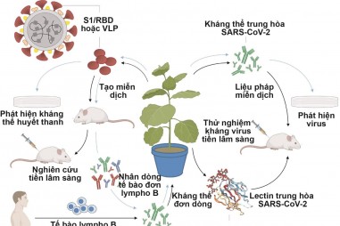 Công nghệ sinh học thực vật và tiềm năng trong đối phó với SARS-CoV-2