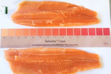 Tổng hợp canthaxanthin từ vi khuẩn ưa mặn làm thức ăn bổ sung cho cá hồi