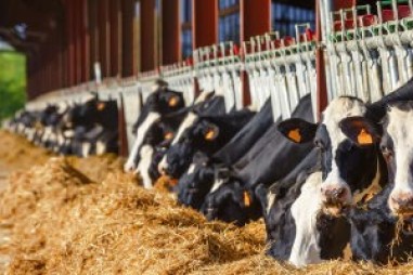 Nghiên cứu mới có thể bổ sung dinh dưỡng cho bò sữa trong thời kỳ cạn sữa