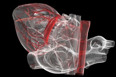 Các van tim do phòng thử nghiệm tạo ra có thể phát triển trong cơ thể người nhận