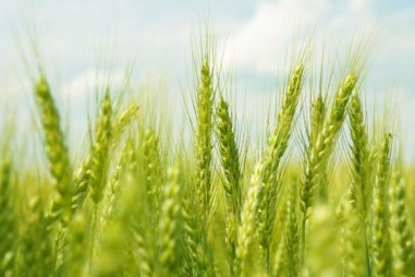 Khám phá mối liên hệ giữa Gỉ sắt, Lúa mì và Cây mâm xôi
