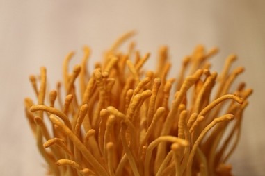 Công ty Cổ phần dược thảo Mailands thực hư công dụng cho dòng sản phẩm Đông trùng hạ thảo