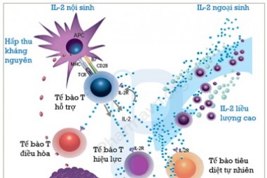 Tiêu diệt ung thư với liệu pháp miễn dịch Interleukin-2 (IL-2)