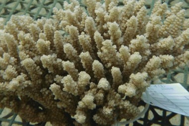 Các nhà khoa học nuôi cấy các dòng tế bào san hô ổn định đầu tiên