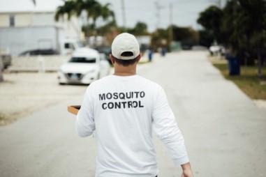 Mỹ lần đầu thả muỗi biến đổi gen