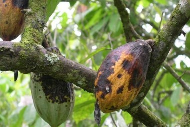 Việc phát hiện gen ra hoa ở cacao có thể tăng tốc độ nhân giống