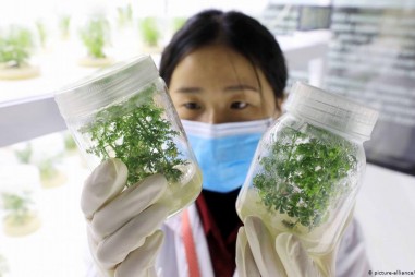 Các nhà khoa học thử nghiệm cây artemisia chống lại virus corona