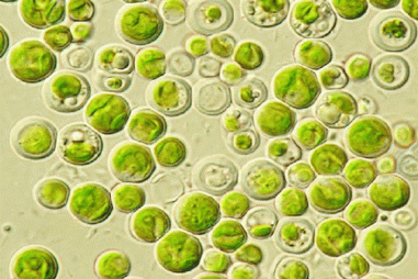 Nghiên cứu khả năng chống lão hóa da của hoạt chất trong vi tảo