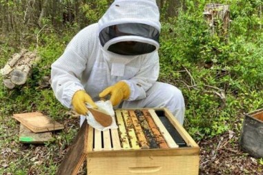 Công nghệ tí hon bảo vệ loài ong khỏi thuốc diệt côn trùng