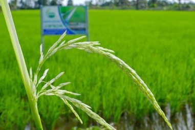Hà Nội trồng khảo nghiệm thành công giống lúa ST25