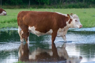 Vi khuẩn trong dạ dày bò có thể phân hủy nhựa