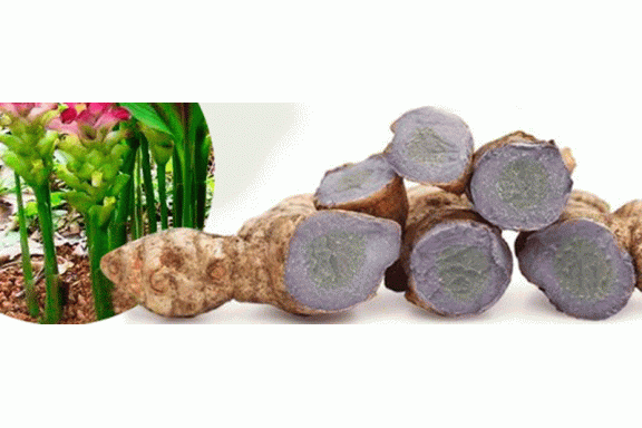 Nghiên cứu hoạt tính kháng viêm của nghệ tím