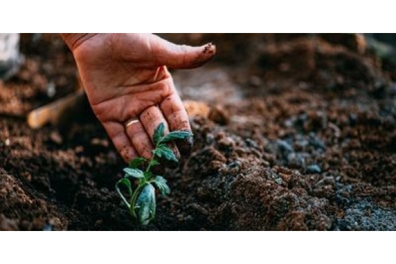 Thử nghiệm mới có thể phát hiện các hạt nhỏ nhưng độc của tro than trong đất