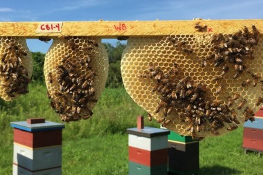 Cấu trúc lỗ tổ ong mật