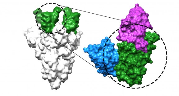 Kháng thể nano có khả năng ngăn chặn virus SARS-CoV-2