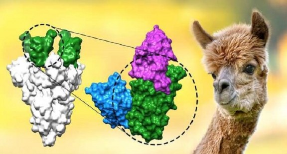 Tạo bộ ba kháng thể nano diệt nCoV tốt gấp 30.000 lần