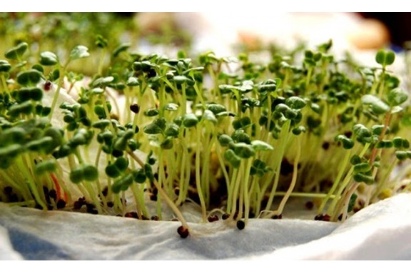 Giới thiệu và hướng dẫn cách trồng rau mầm