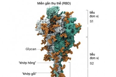 "Mánh khóe" xâm lược tế bào của SARS-CoV-2