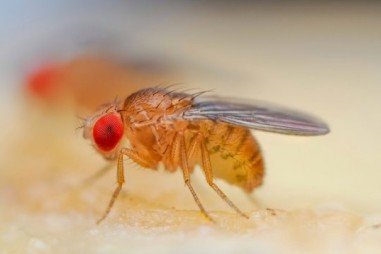 Nghiên cứu về ruồi giấm giúp cải thiện khả năng sống sót của bệnh nhân ung thư?